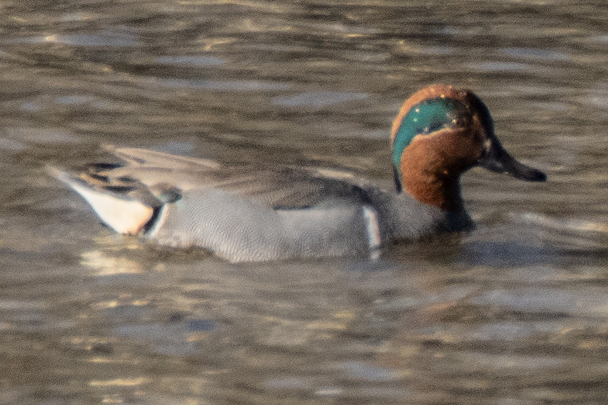 Green-winged Teal - ML615204954