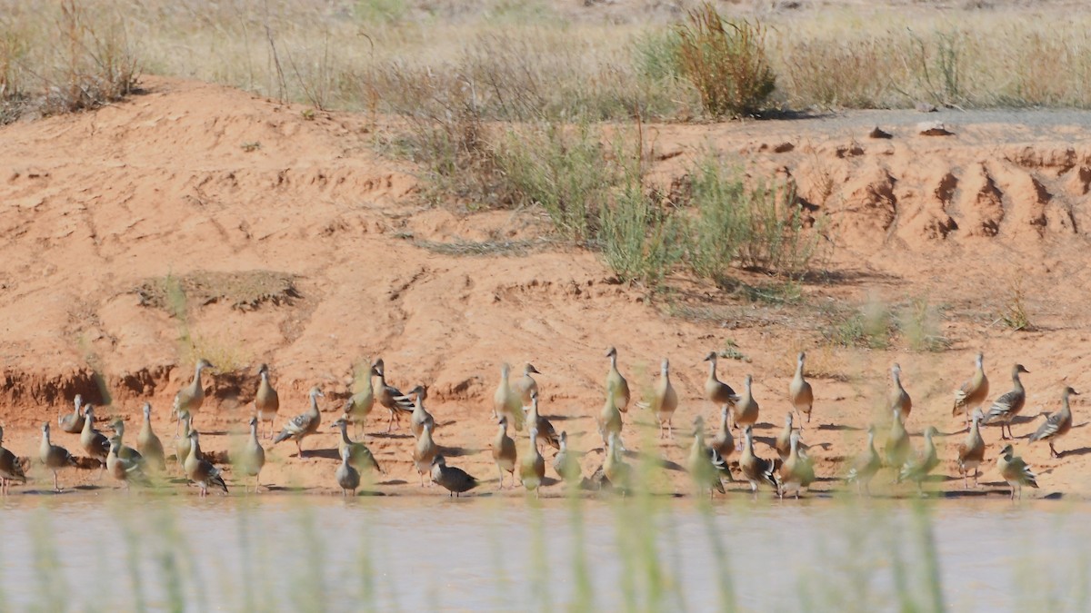 Plumed Whistling-Duck - ML615204955