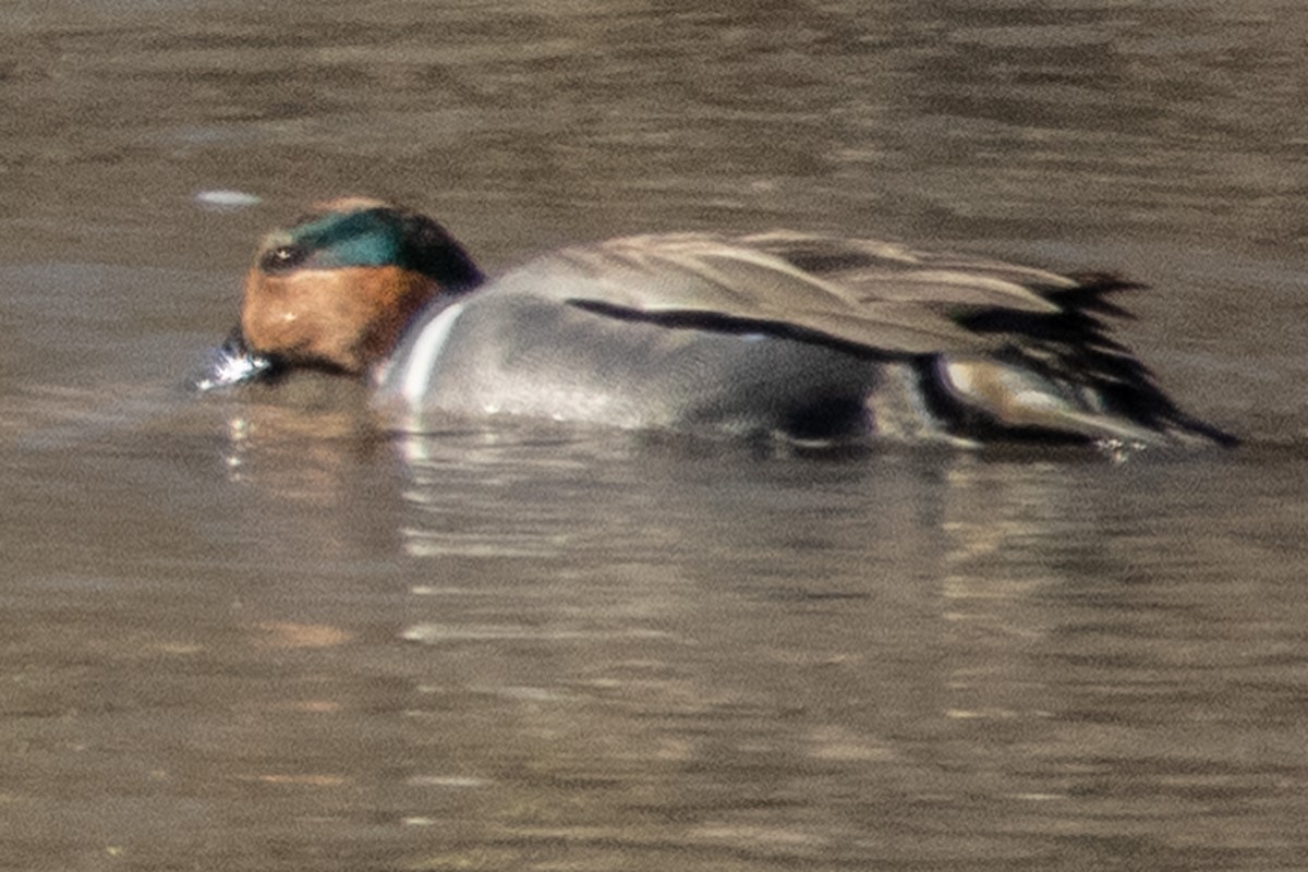 Green-winged Teal - ML615204957