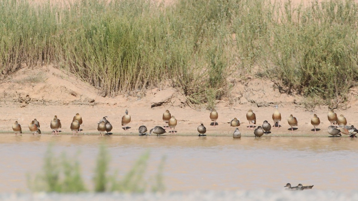 Plumed Whistling-Duck - ML615204958