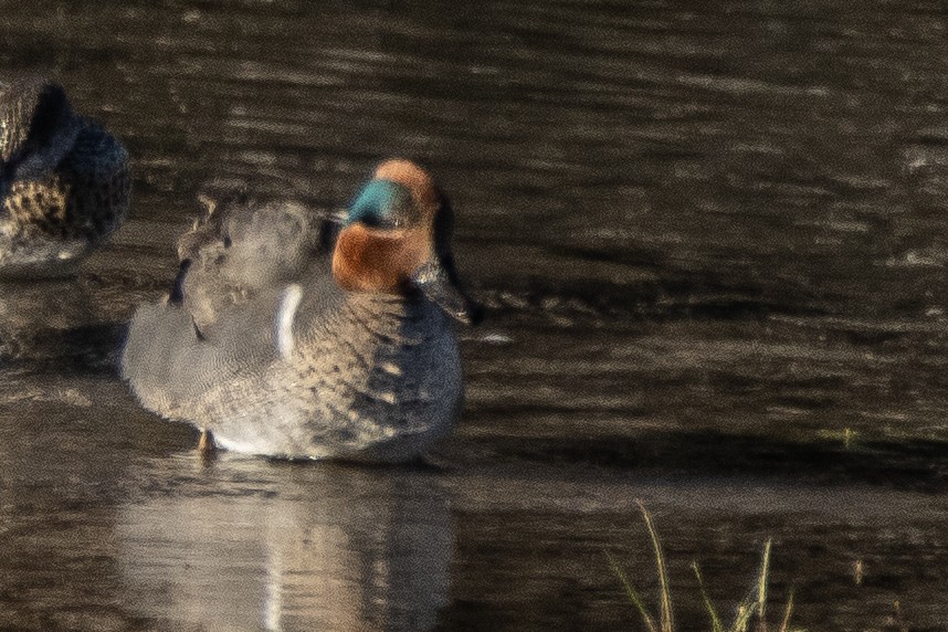 Green-winged Teal - ML615204959