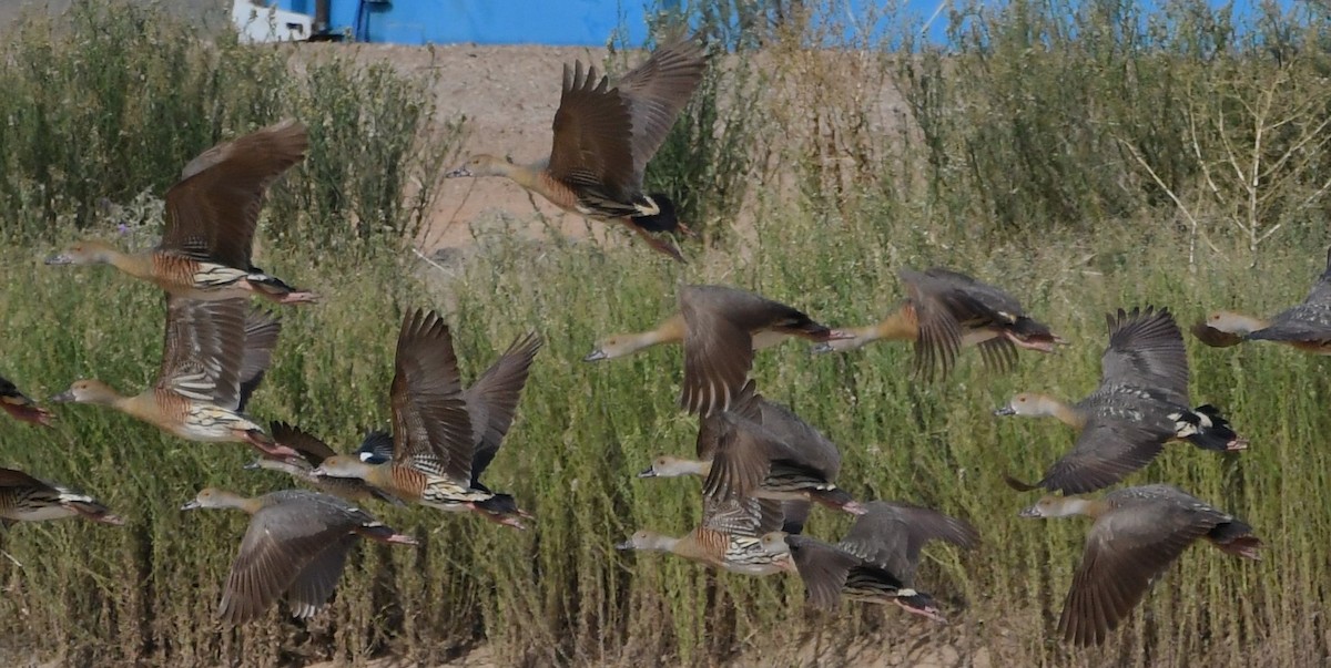 Plumed Whistling-Duck - ML615204967