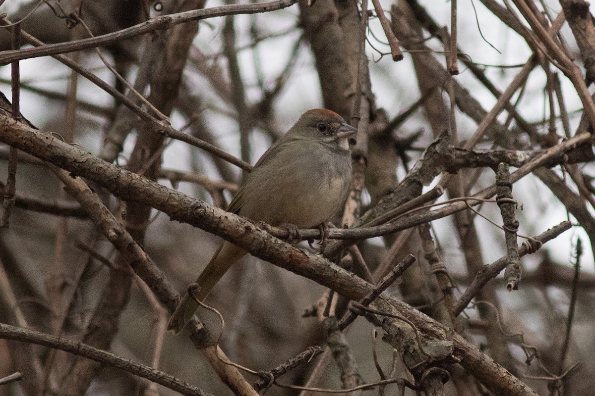 Green-tailed Towhee - ML615204988