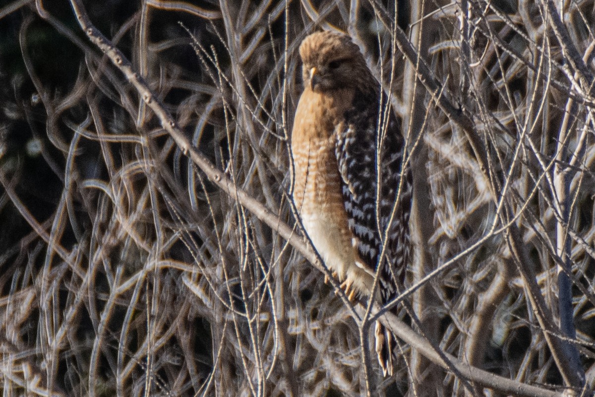 Red-shouldered Hawk - ML615204993