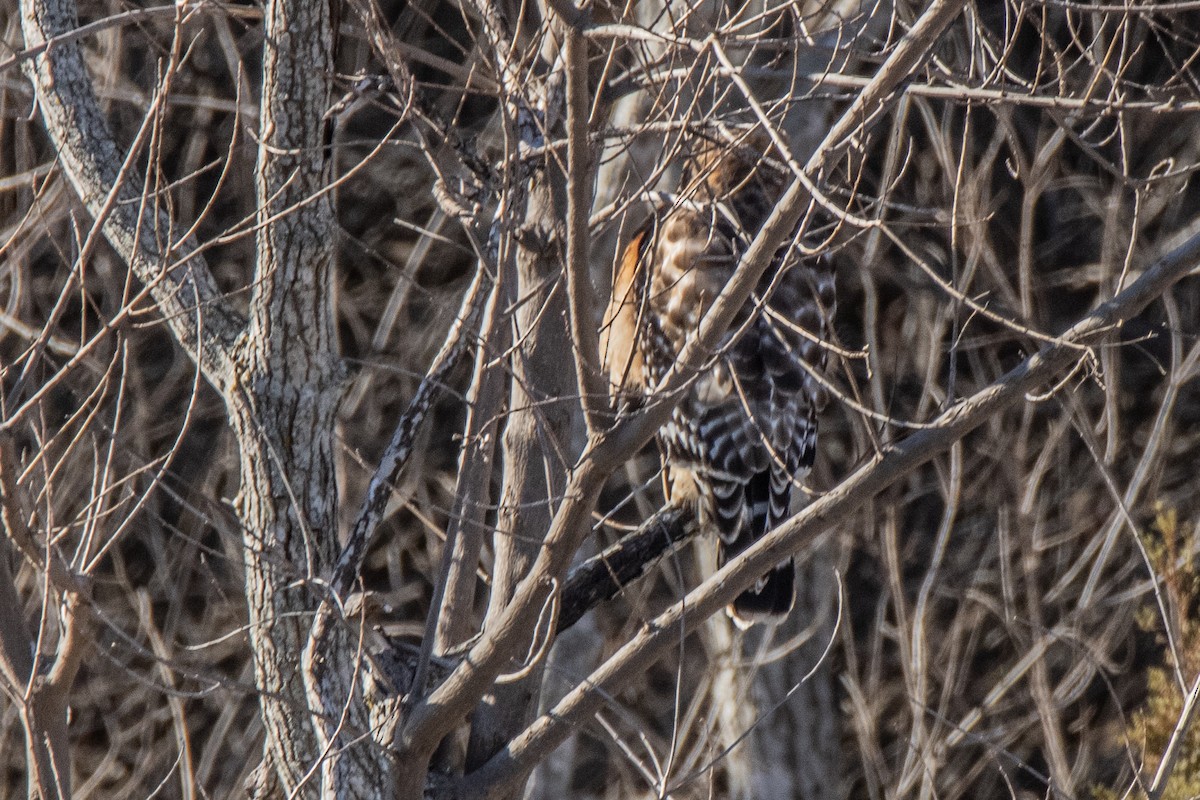 Red-shouldered Hawk - ML615204997