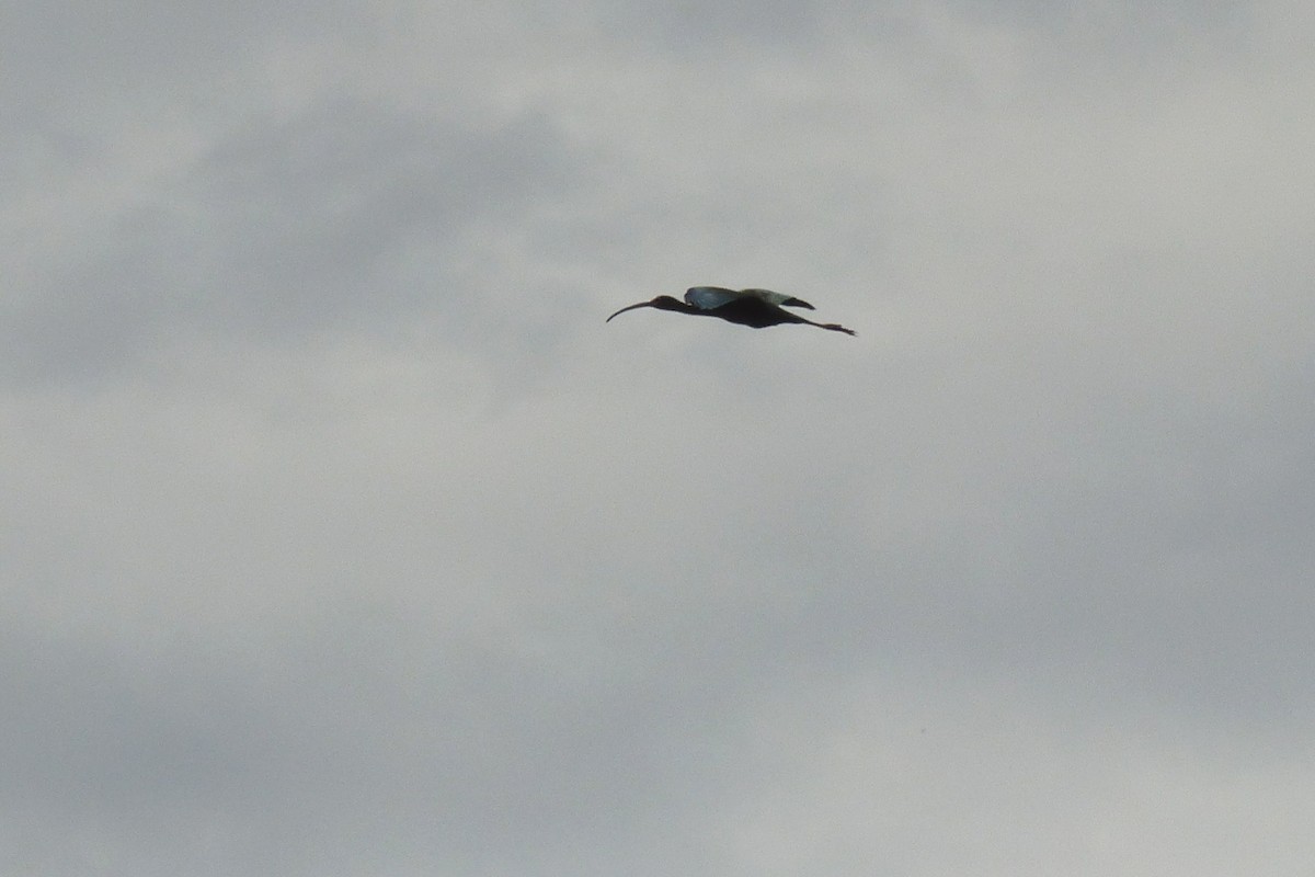 ibis americký - ML61520501