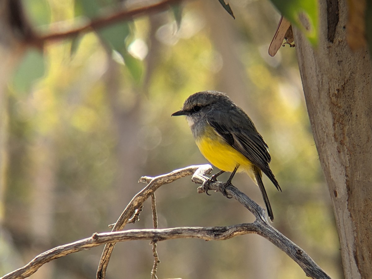 Western Yellow Robin - Nick Hart