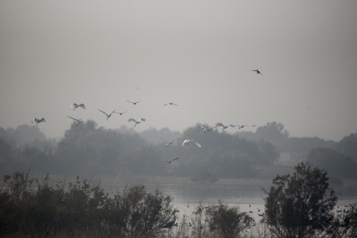 Eurasian Spoonbill - Mansour Elkerdany