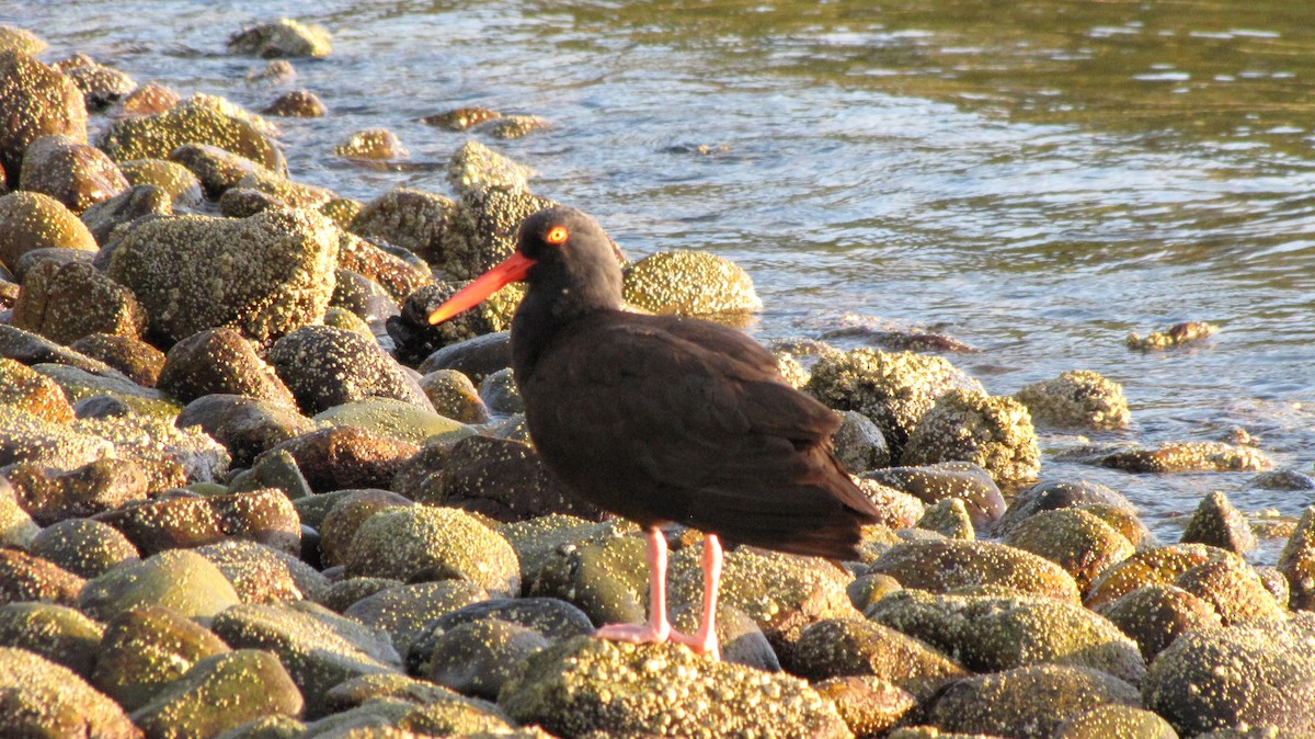 Black Oystercatcher - ML615205049