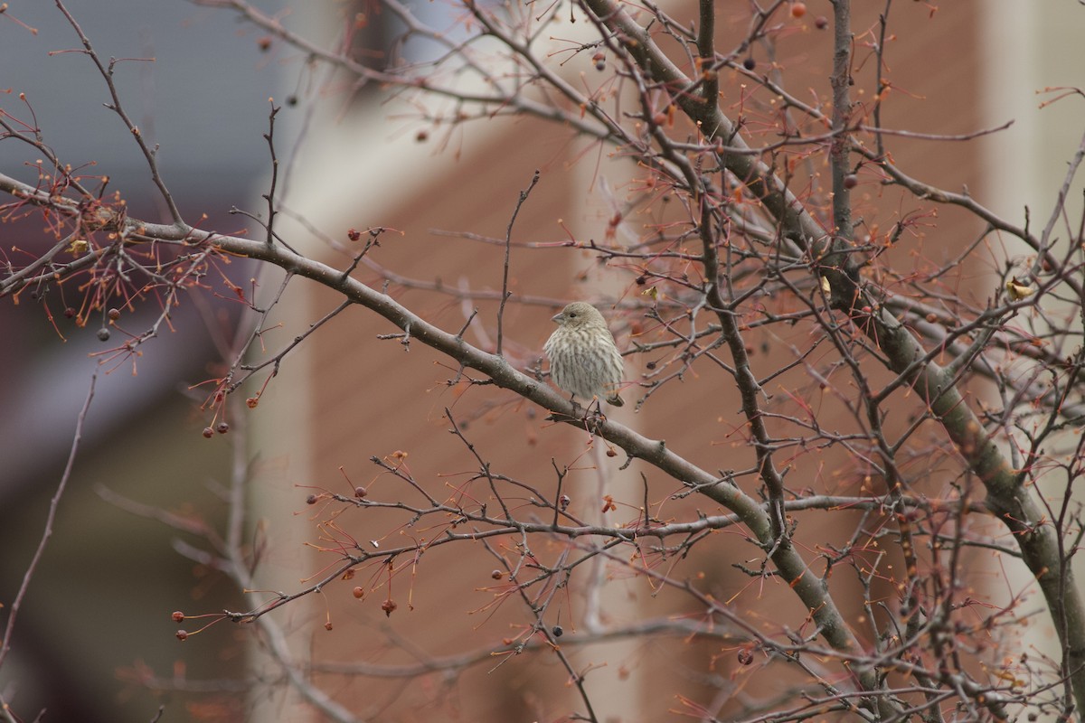 House Finch - Brian Quindlen