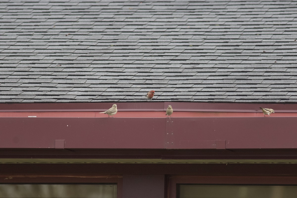 House Finch - Brian Quindlen