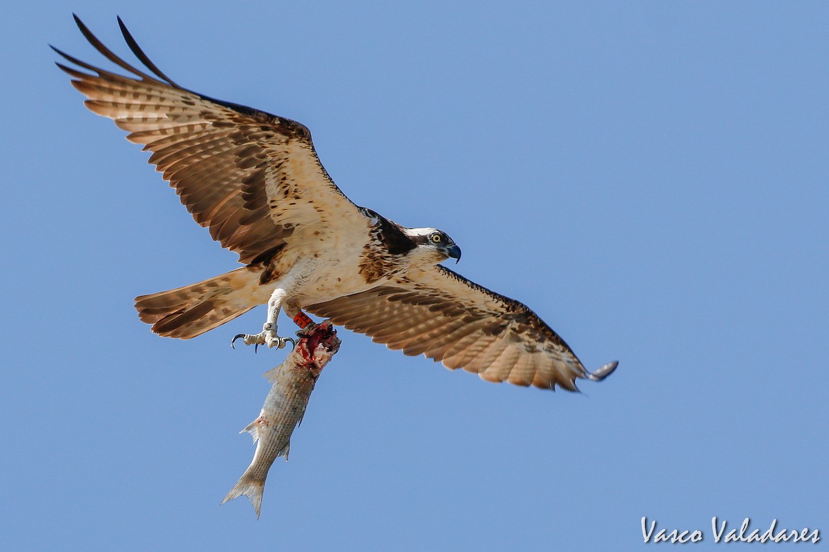 Osprey - Vasco Valadares