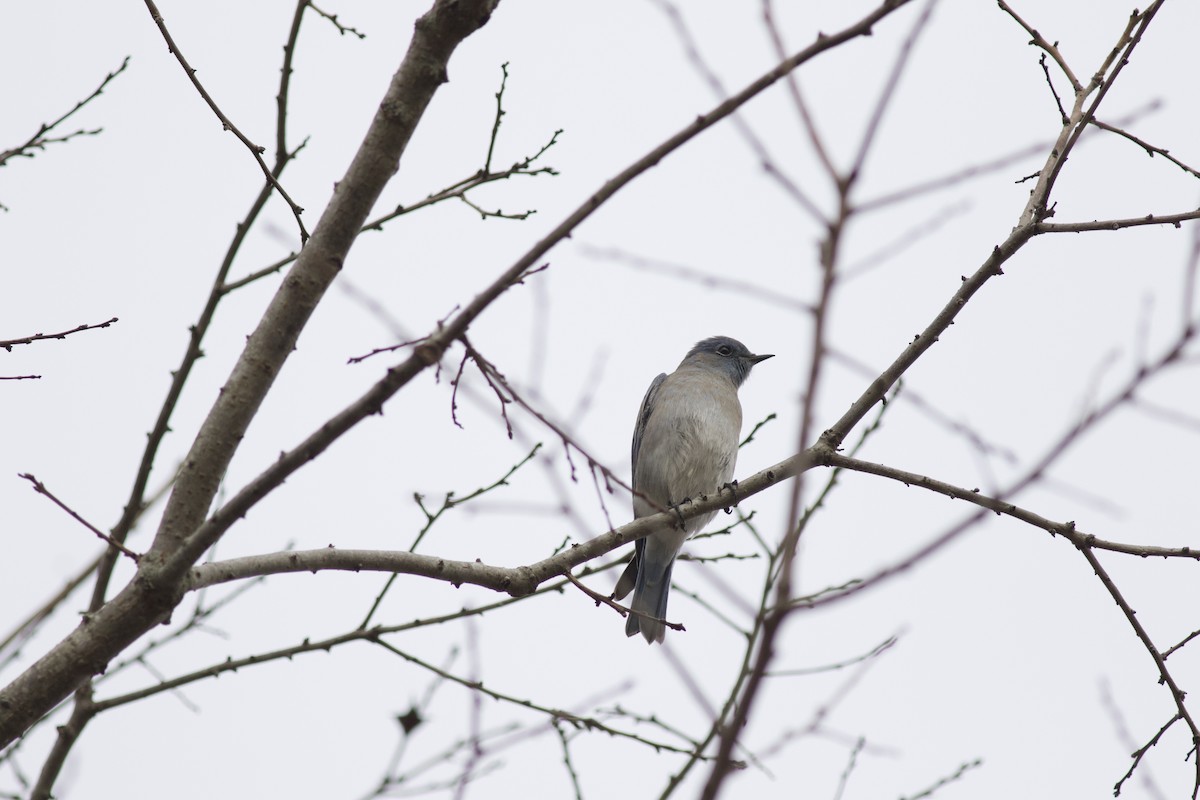 Mountain Bluebird - ML615205116