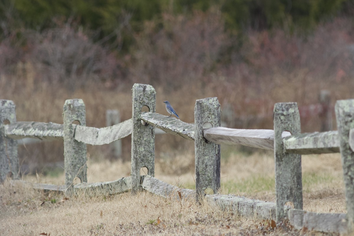 Mountain Bluebird - ML615205122