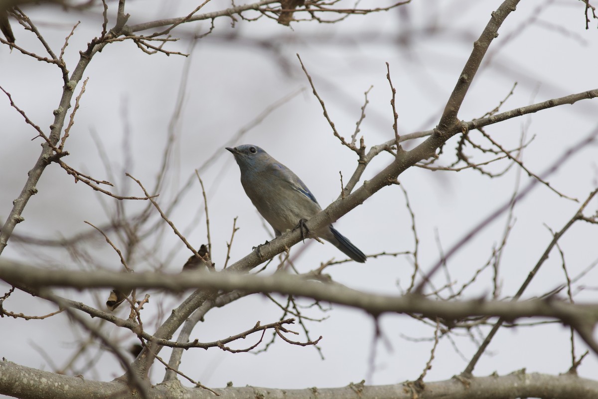 Mountain Bluebird - ML615205123