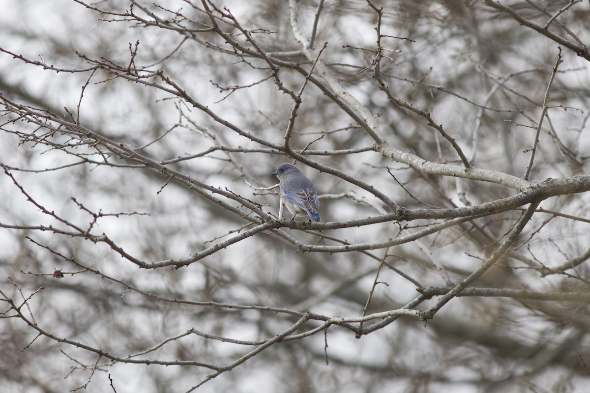 Mountain Bluebird - ML615205124