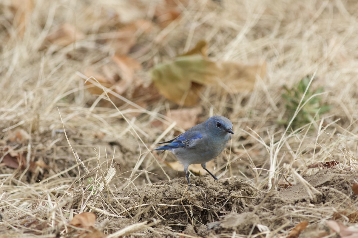 Mountain Bluebird - ML615205125