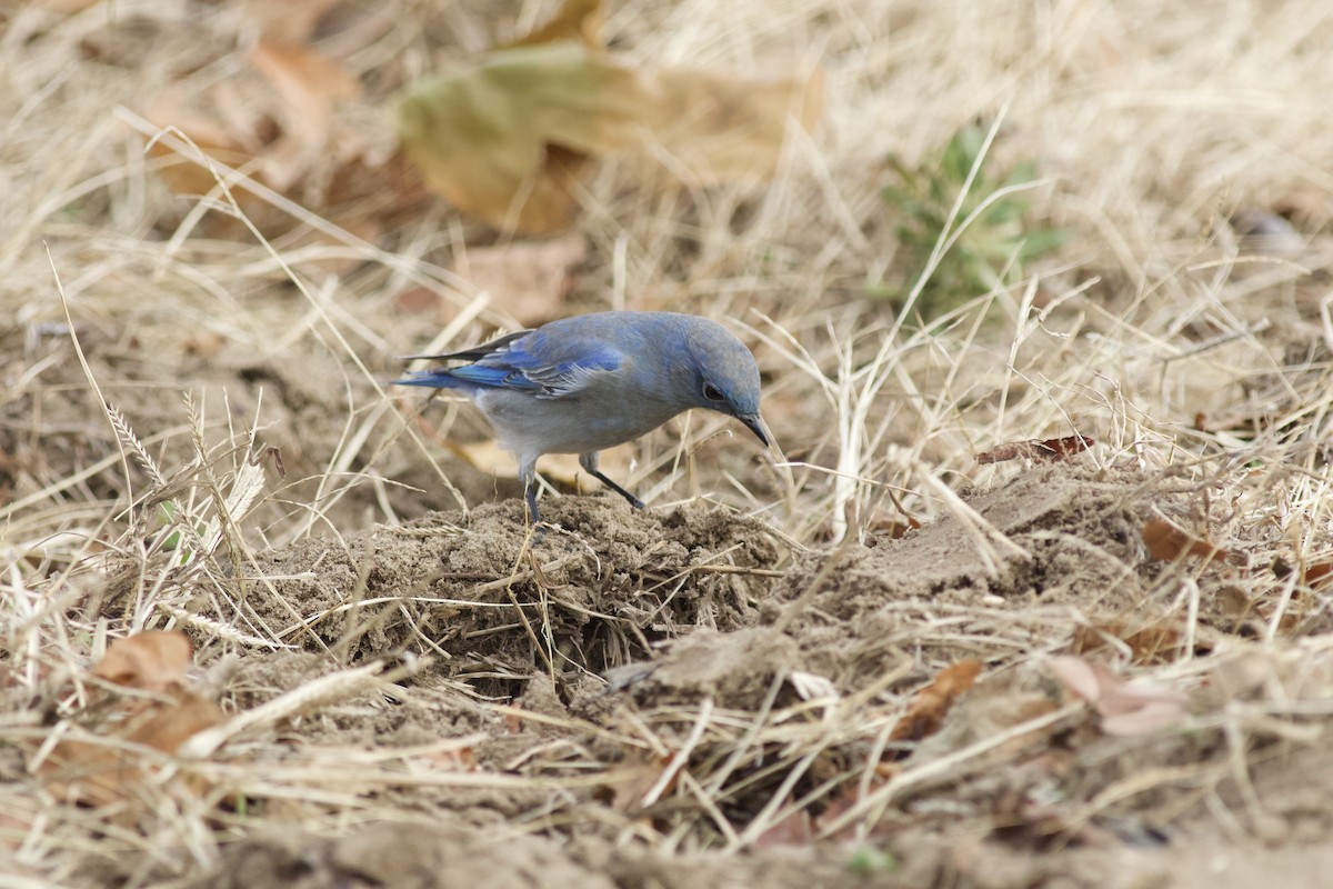 Mountain Bluebird - ML615205126