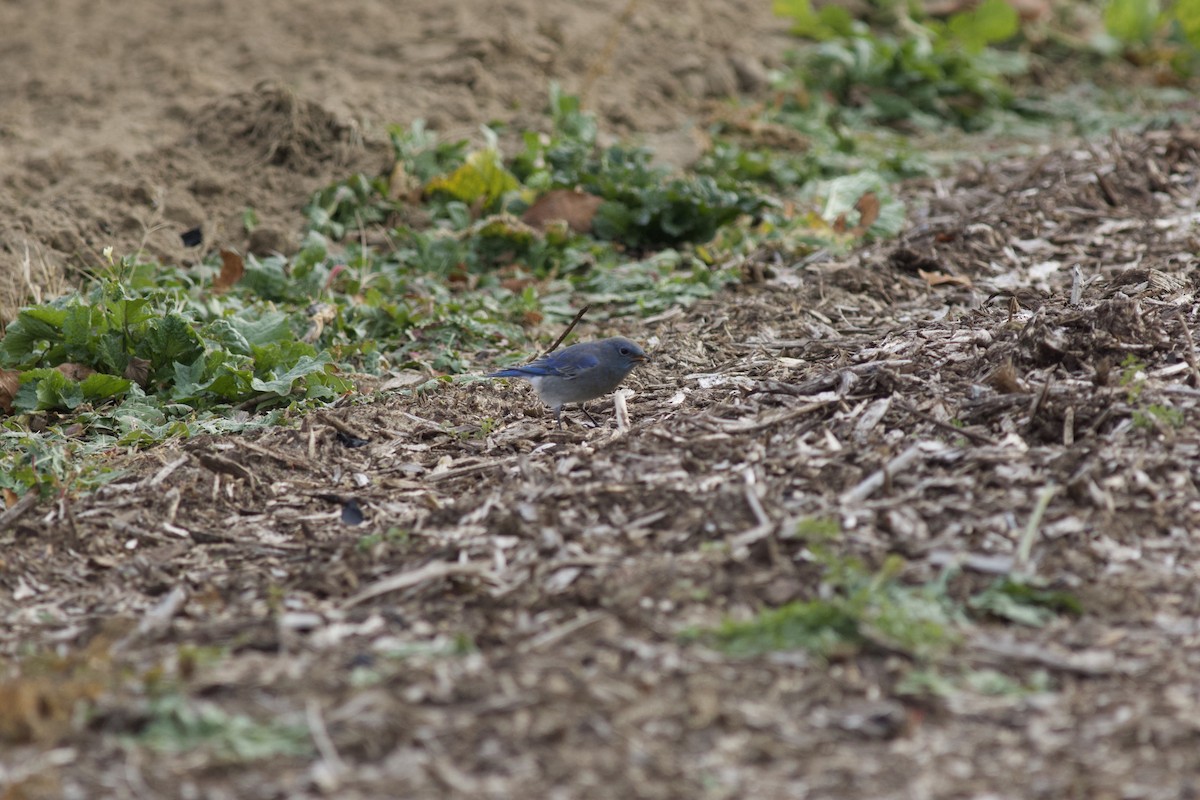 Mountain Bluebird - ML615205127