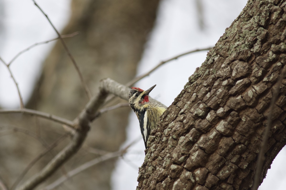 Yellow-bellied Sapsucker - ML615205131