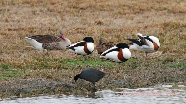 Eurasian Coot - ML615205140