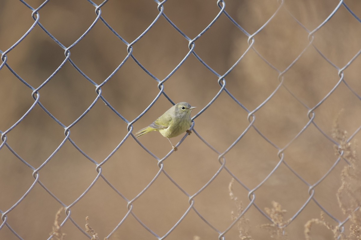 Orange-crowned Warbler - Brian Quindlen