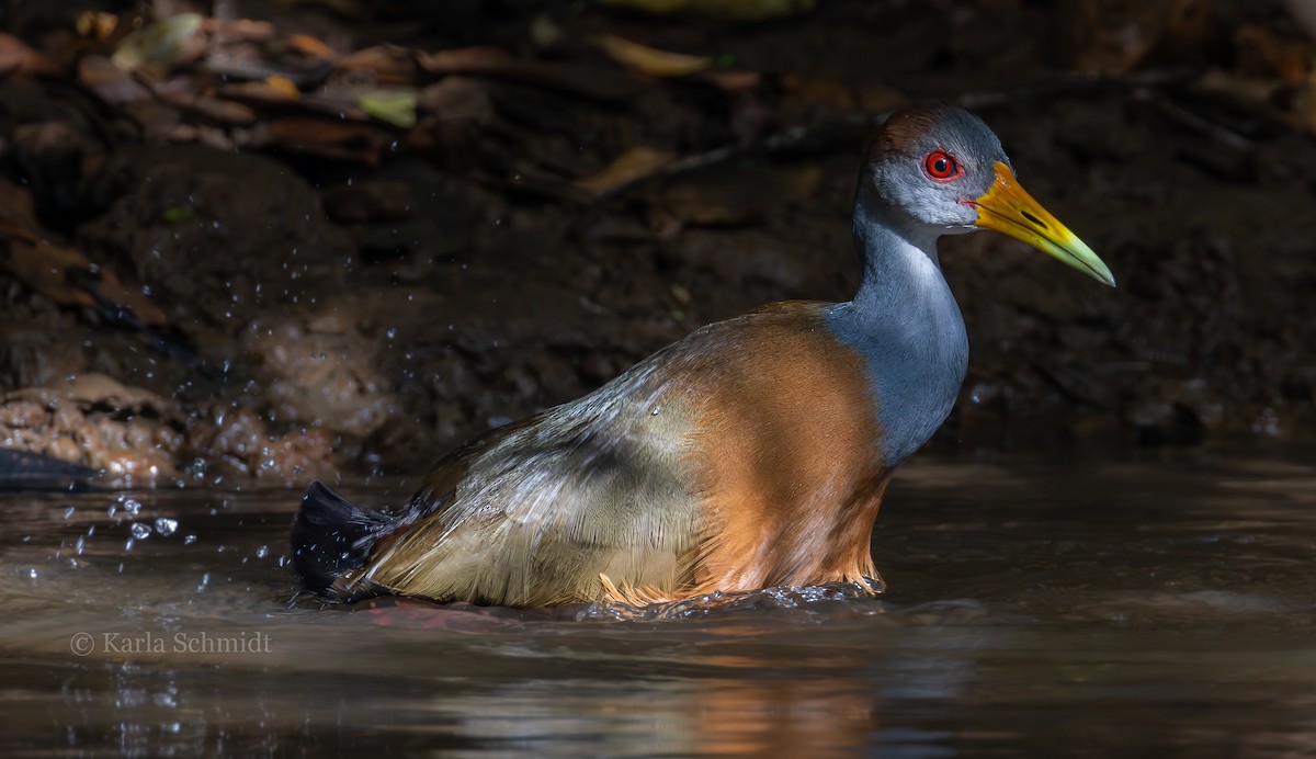 Russet-naped Wood-Rail - Karla Schmidt