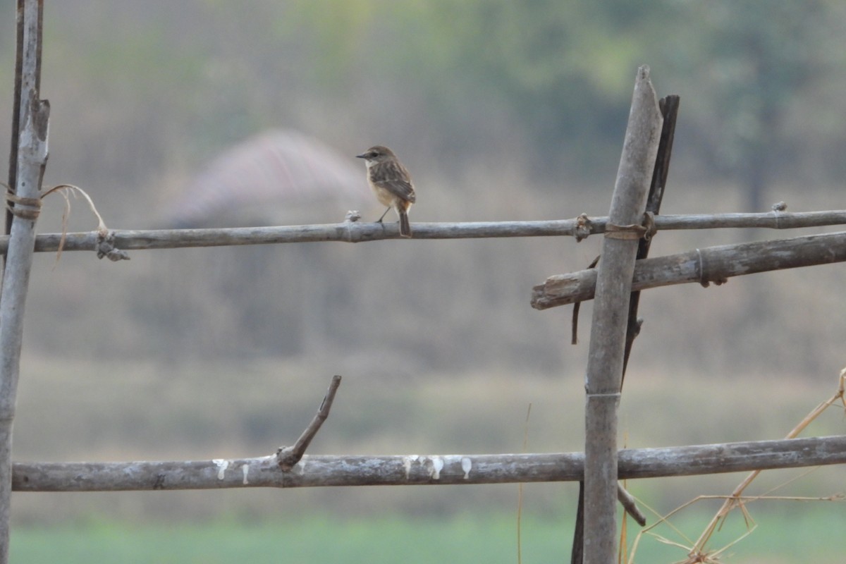 Siberian Stonechat - ML615205269