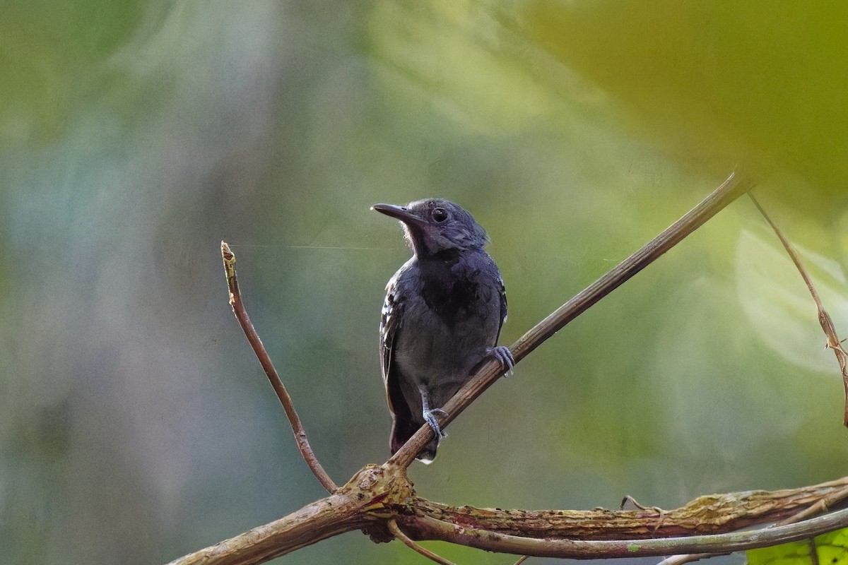 Long-winged Antwren - ML615205291