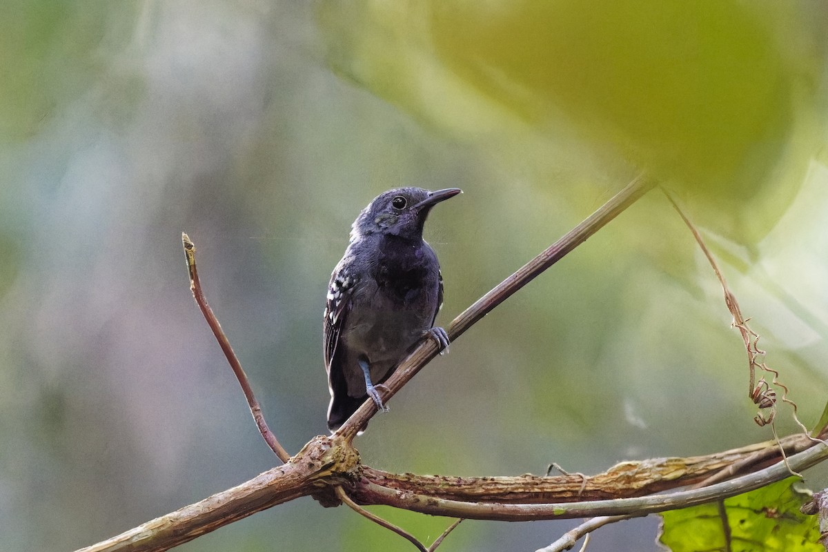 Long-winged Antwren - ML615205295