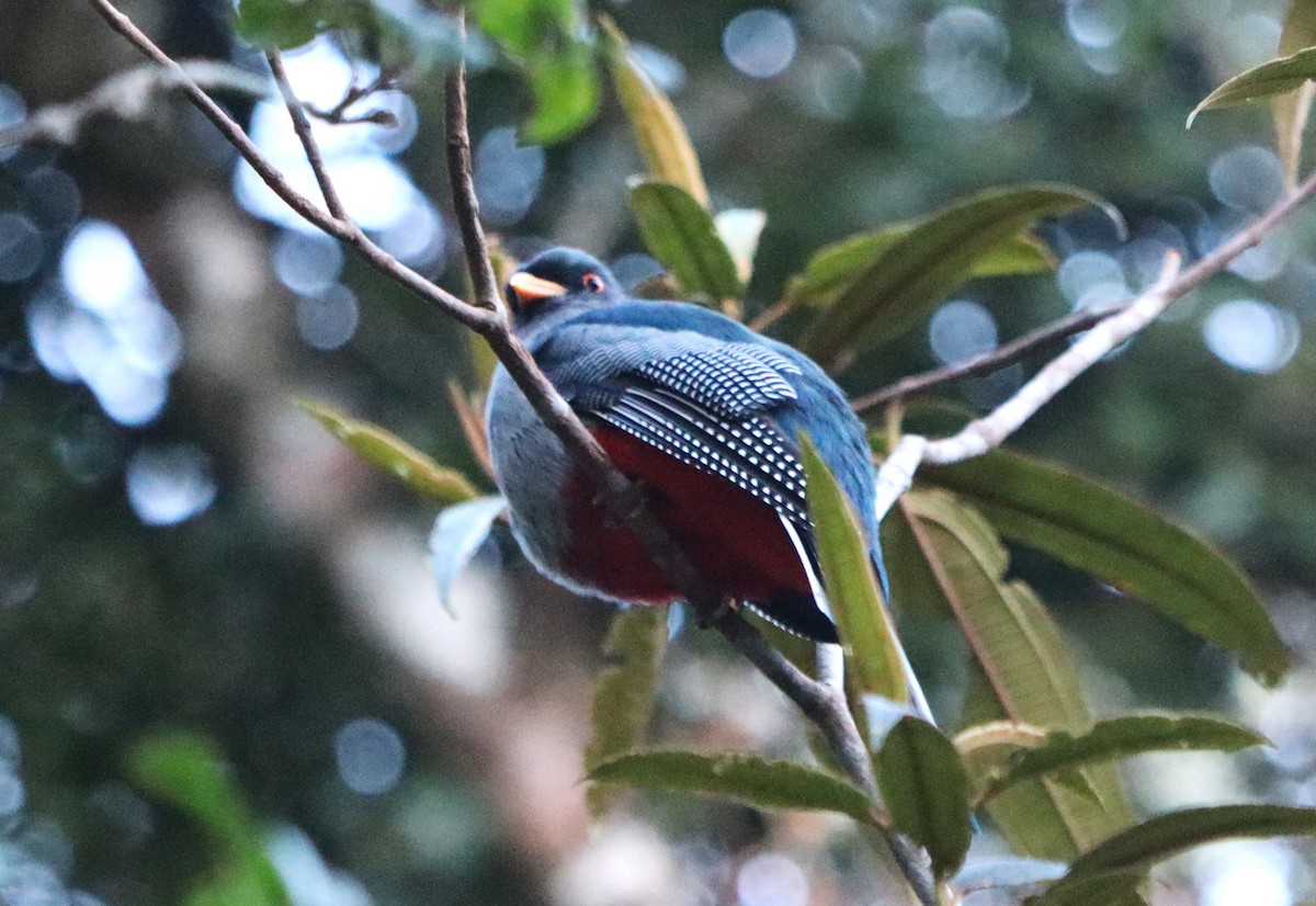 Hispaniolan Trogon - ML615205302