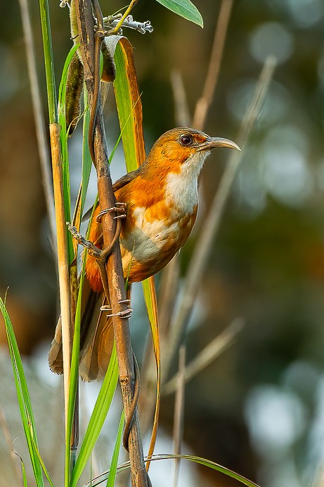 Rusty-cheeked Scimitar-Babbler - ML615205309