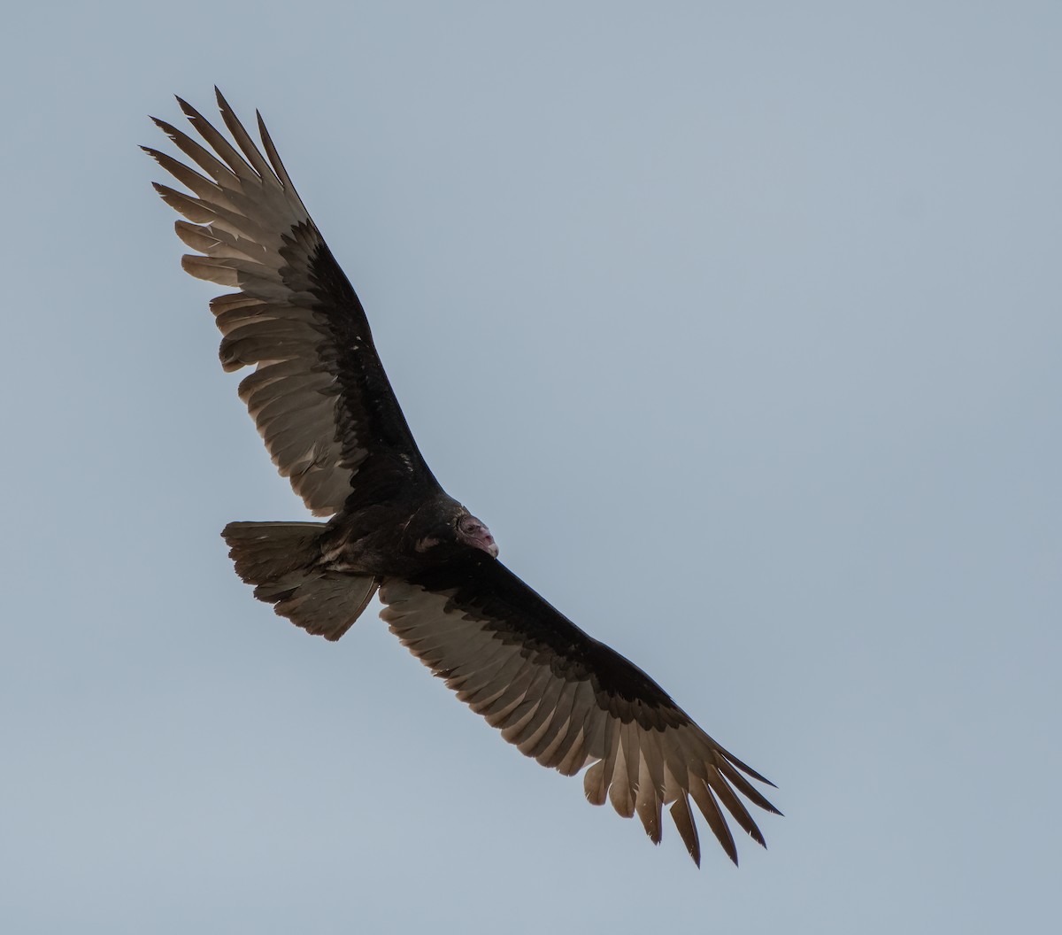 Turkey Vulture - ML615205330