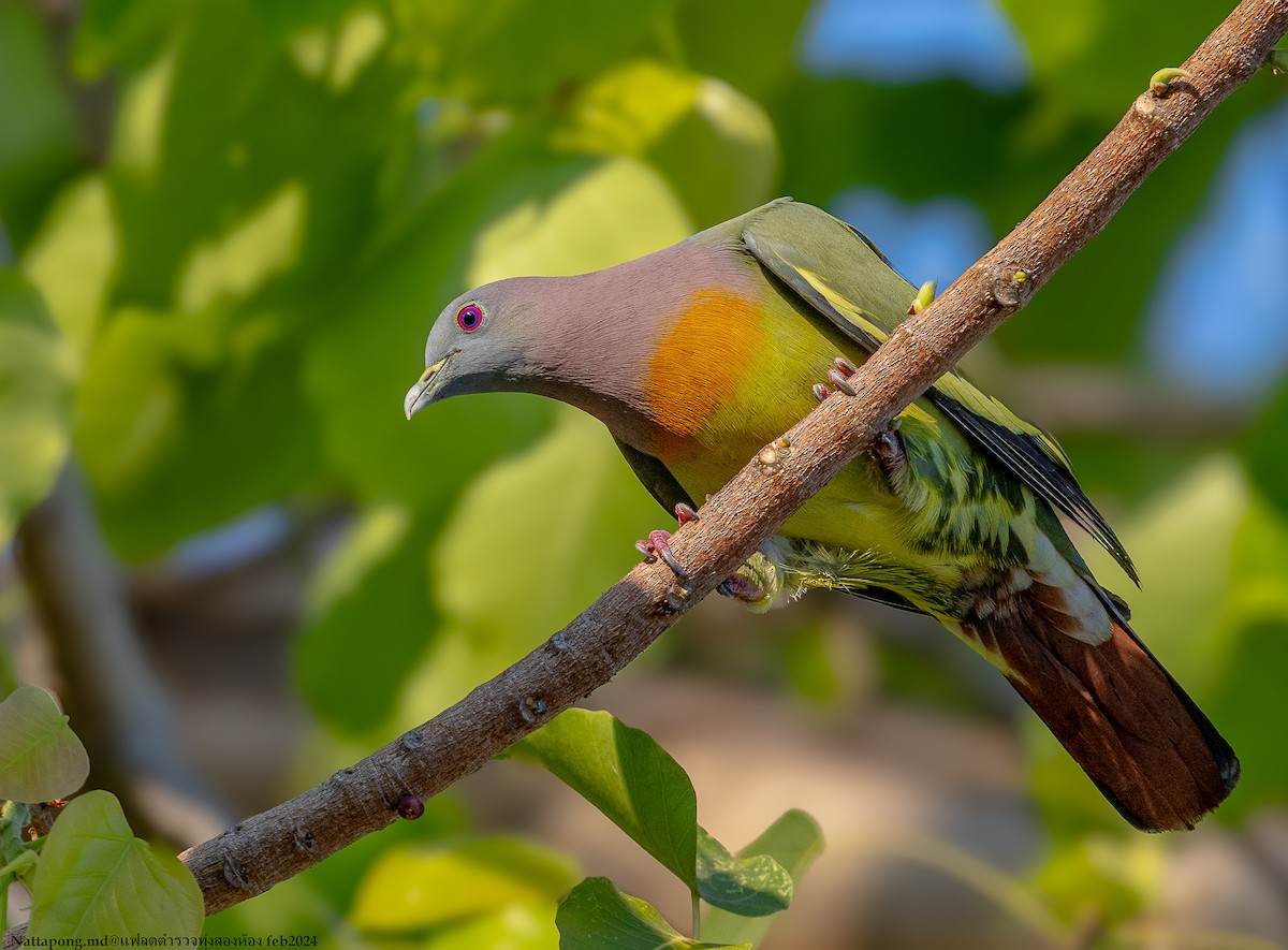 Pink-necked Green-Pigeon - Nattapong Banhomglin