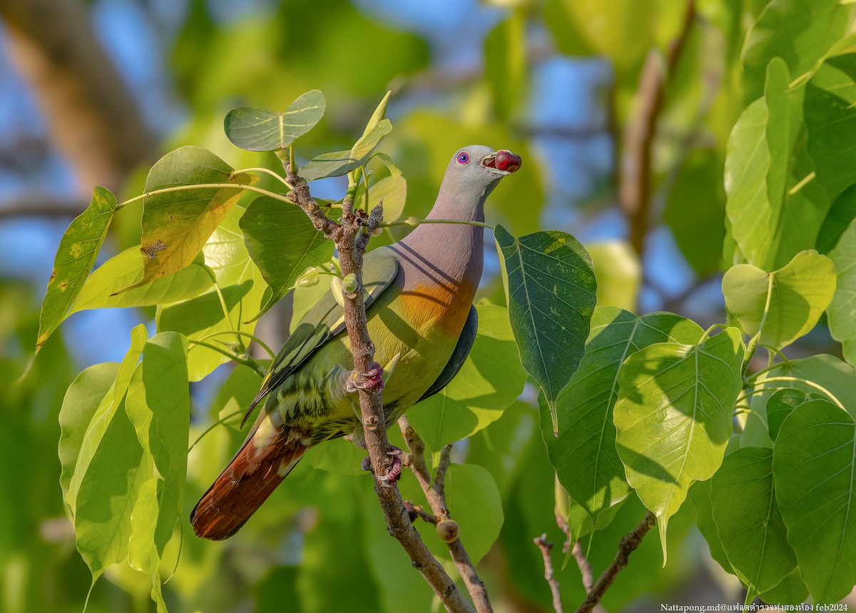 Pink-necked Green-Pigeon - Nattapong Banhomglin