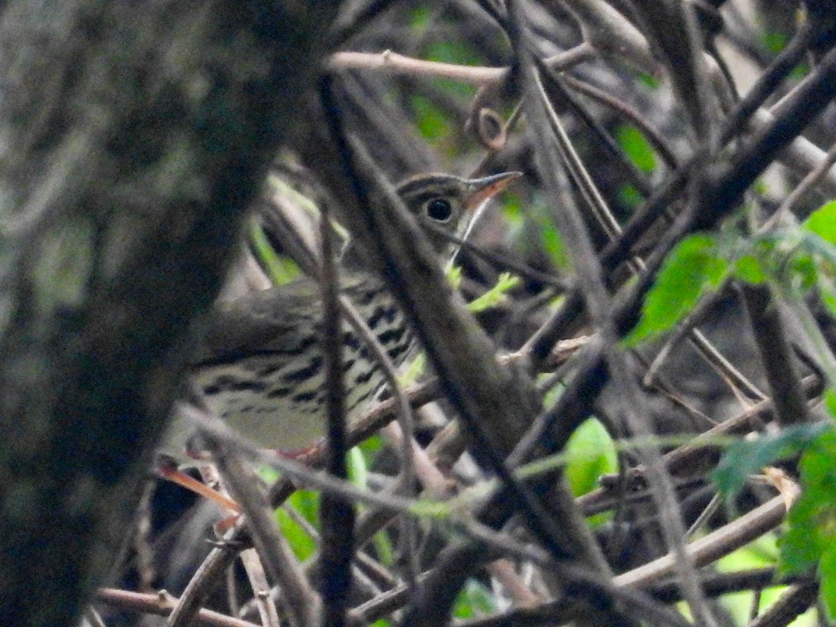 Ovenbird - Thomas Schultz