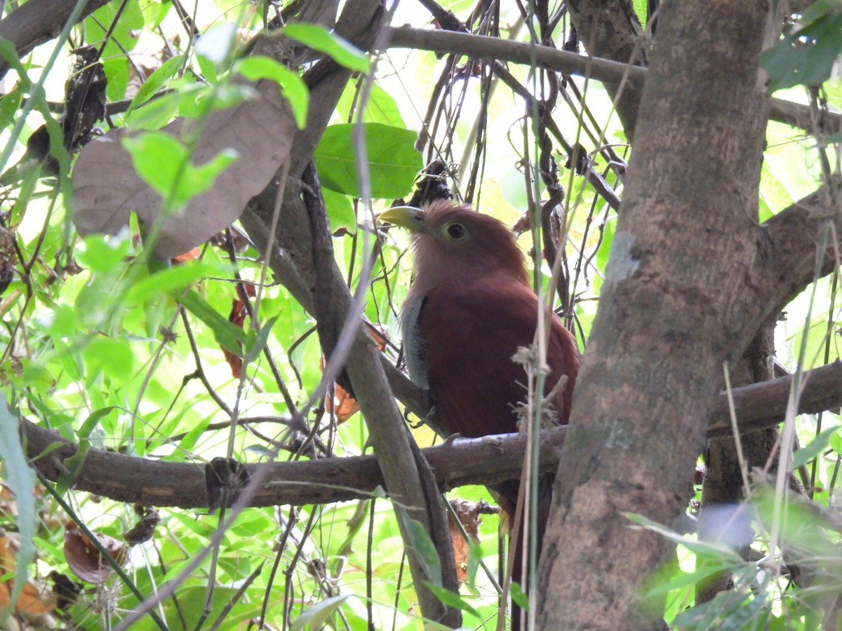 Squirrel Cuckoo - ML615205417