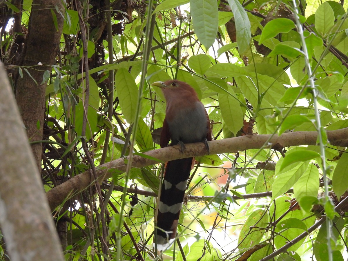 Squirrel Cuckoo - Teale Fristoe