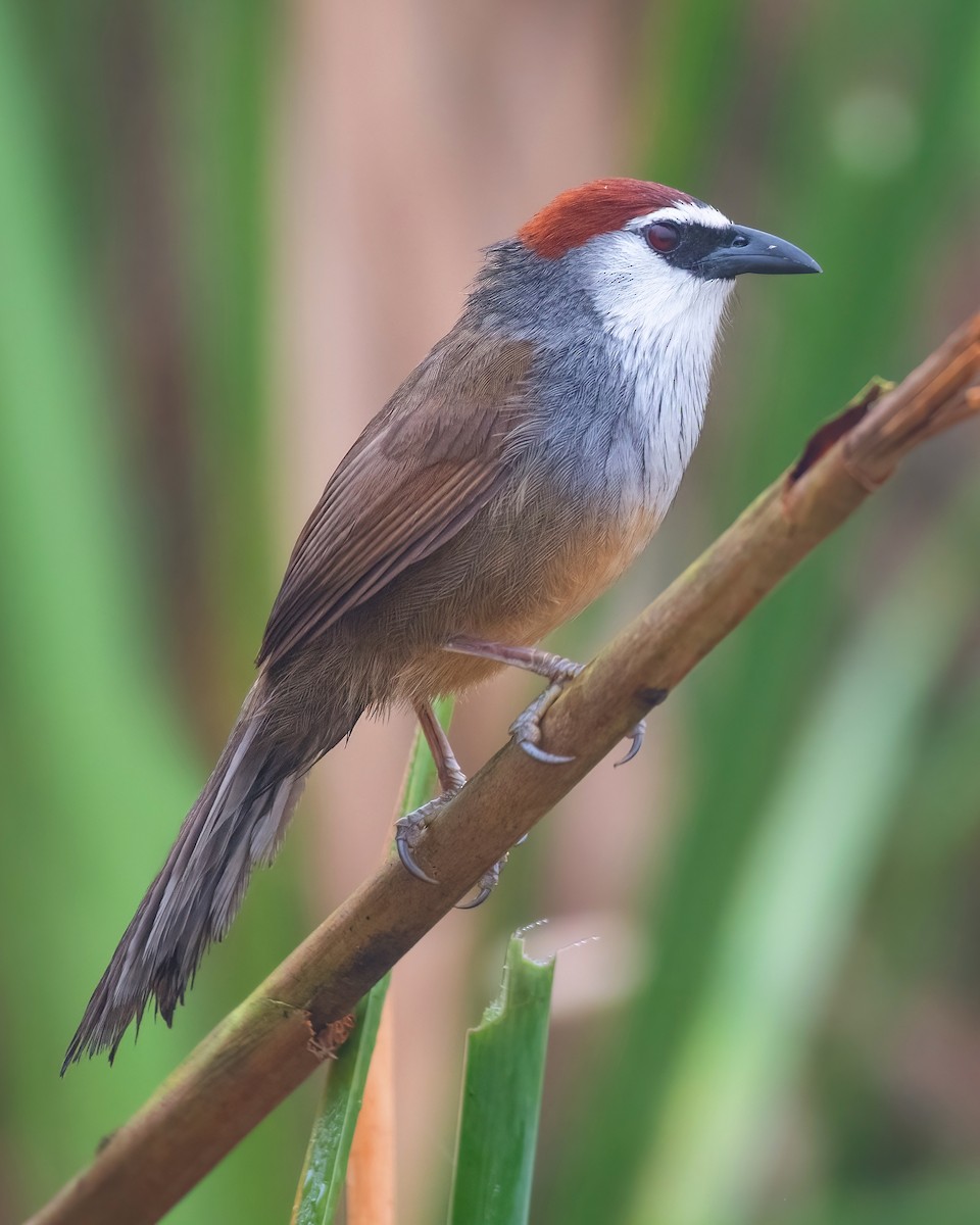 Chestnut-capped Babbler - ML615205453