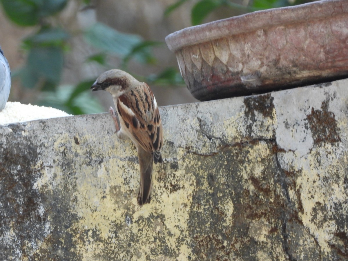 House Sparrow - ML615205484