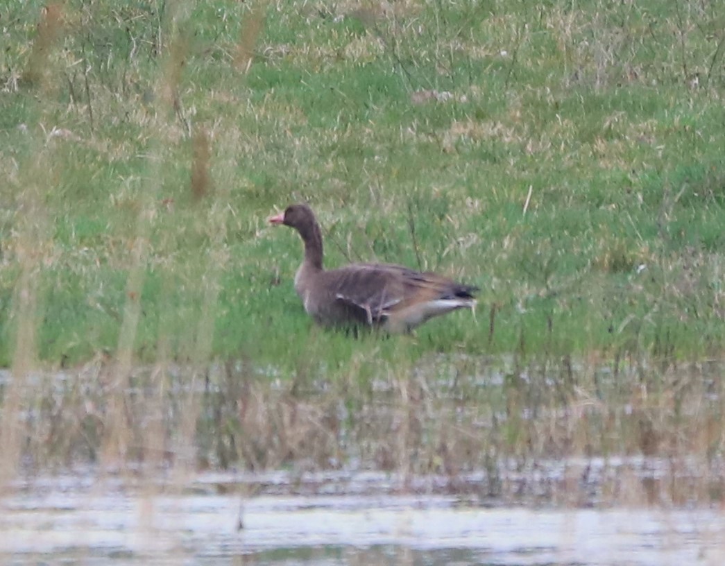 Greater White-fronted Goose - ML615205518