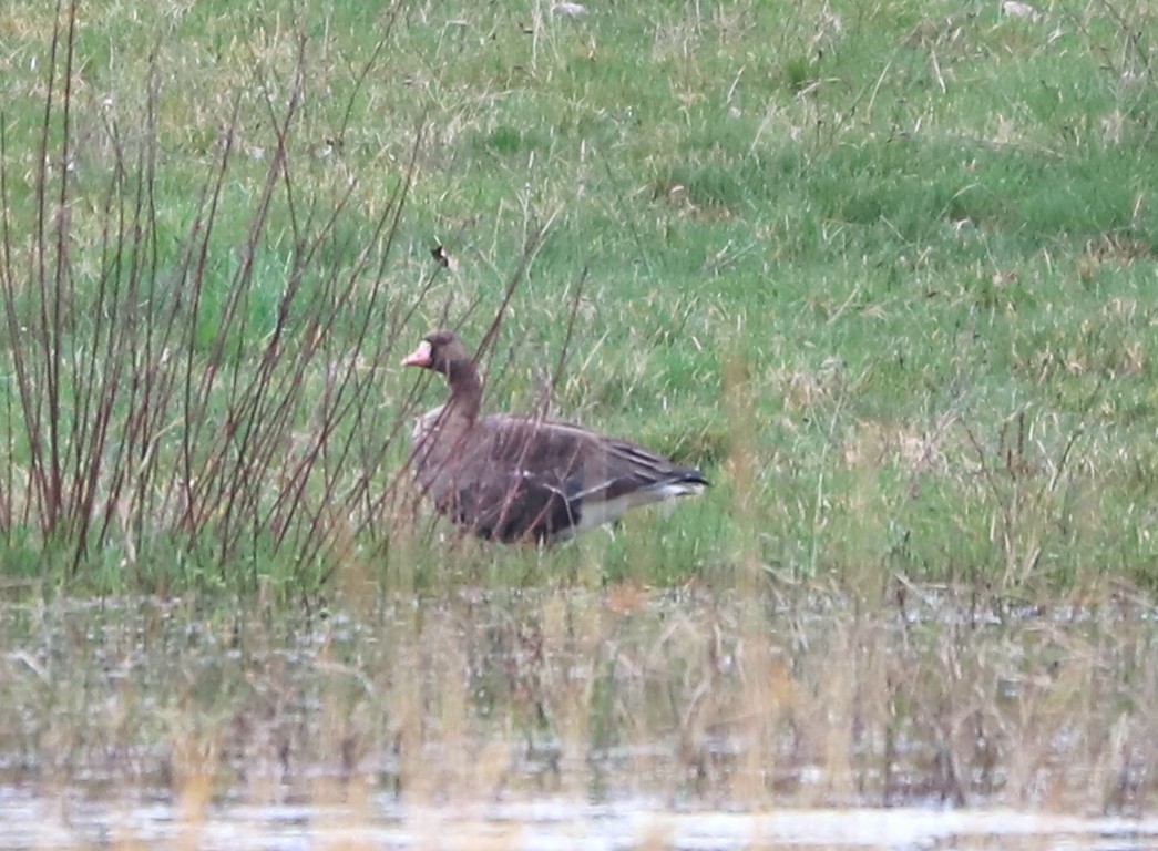 Greater White-fronted Goose - ML615205519