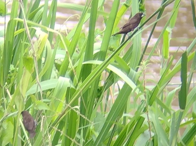 Dusky Munia - Lars Mannzen