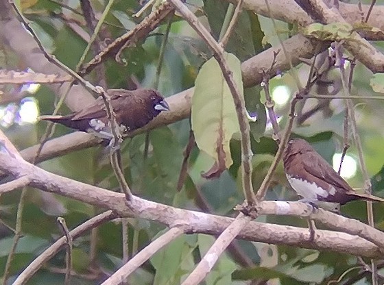 White-bellied Munia - ML615205529