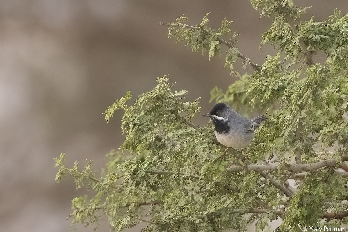 Rüppell's Warbler - Yoav Perlman