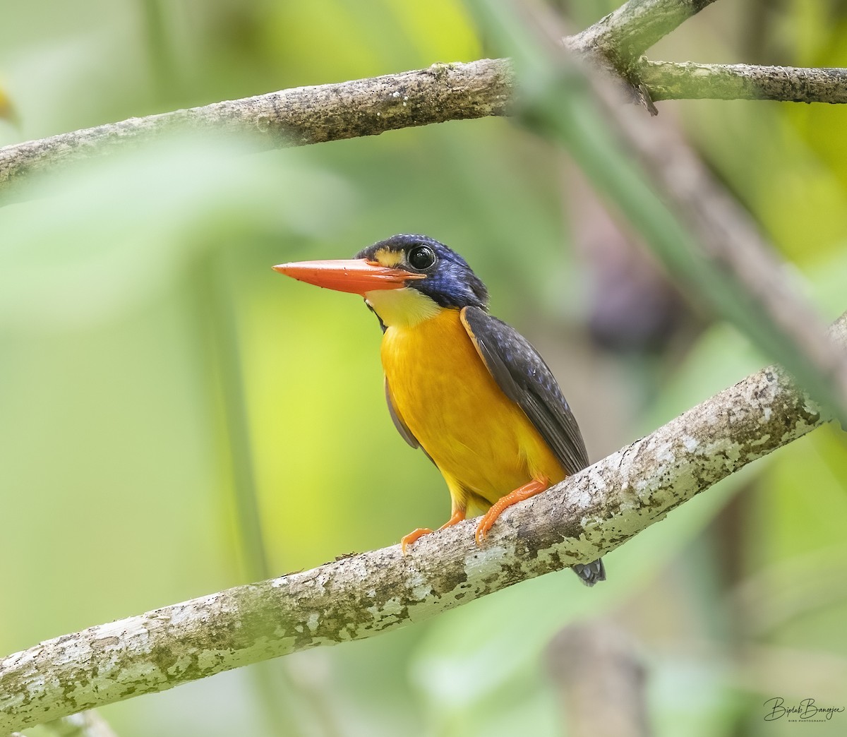 Moluccan Dwarf-Kingfisher - ML615205593