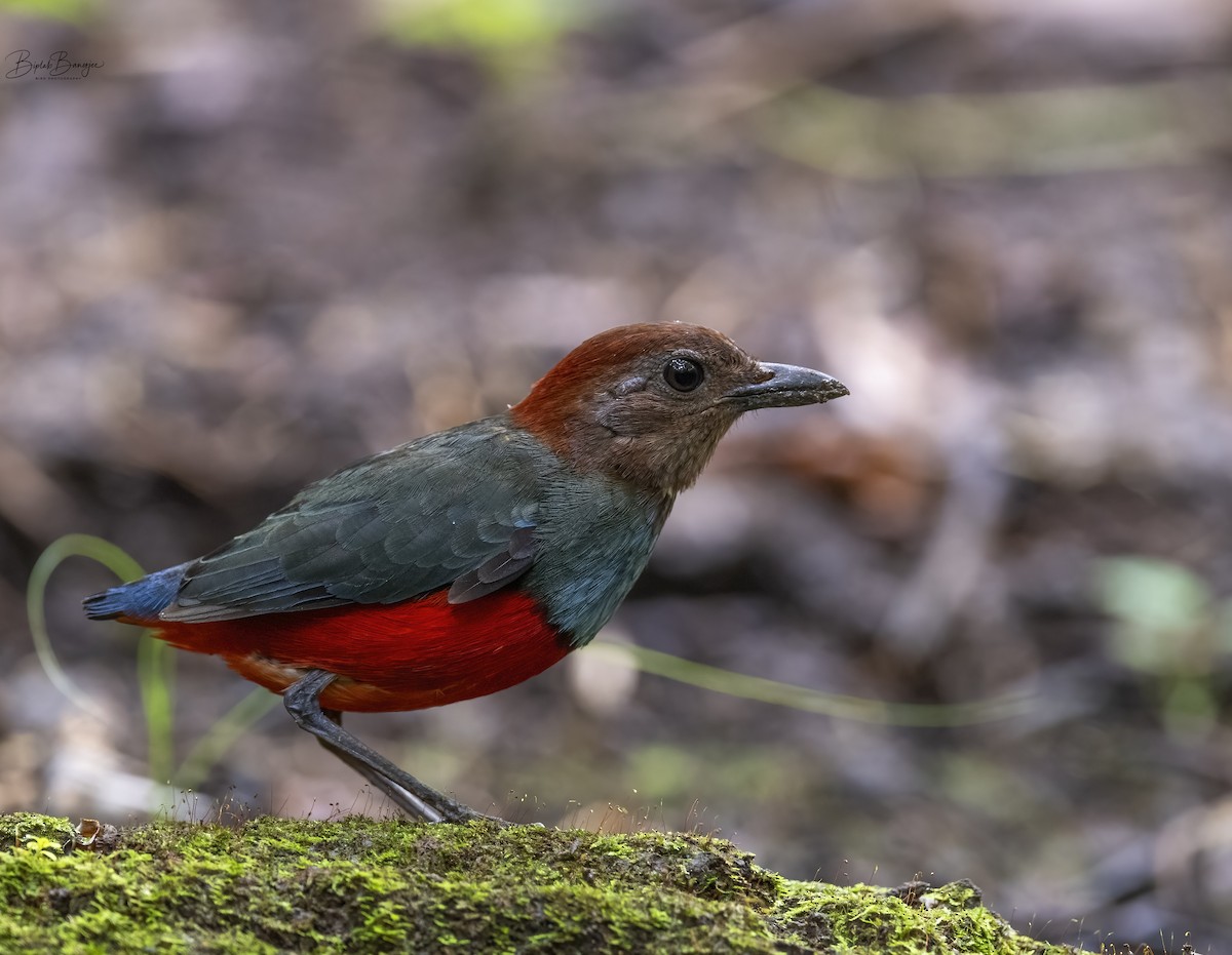 North Moluccan Pitta - BIPLAB BANERJEE