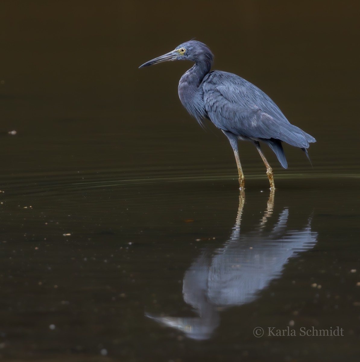 Little Blue Heron - Karla Schmidt