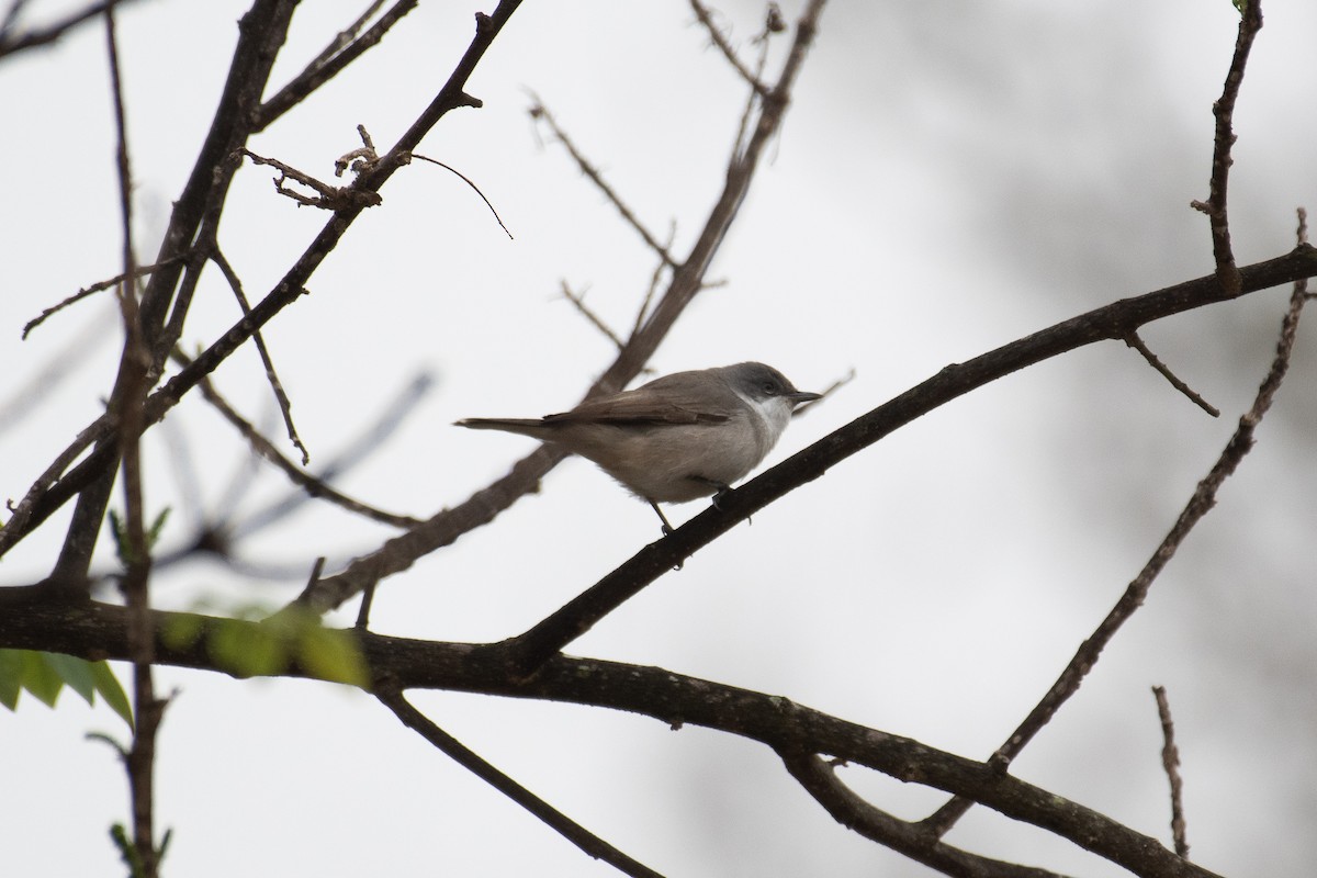 Lesser Whitethroat (Hume's) - ML615205637