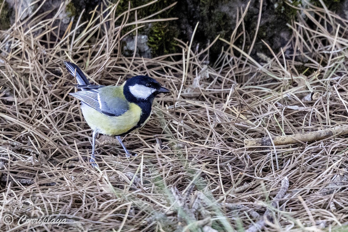 Great Tit - ML615205712